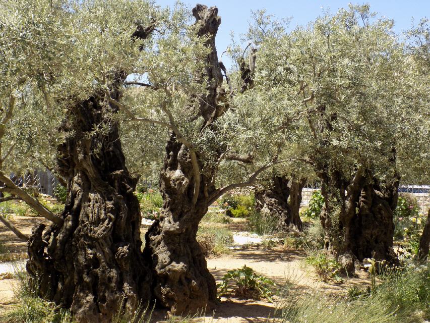 Und als er auf dem &Ouml;lberg sa&szlig;)